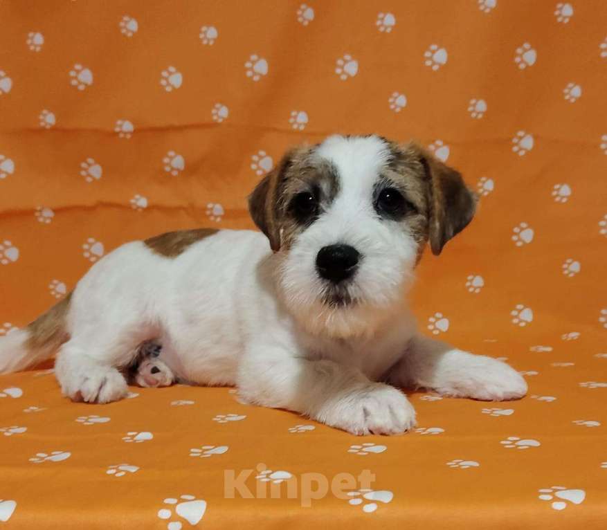 Собаки в Нижнем Новгороде: Щенки породы джек-рассел-терьер Мальчик, Бесплатно - фото 2