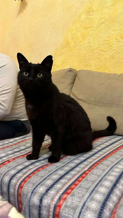 Кошки в Батайске: Пропал котик Мальчик, Бесплатно - фото 4