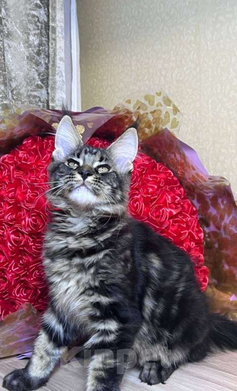 Кошки в Челябинске: Котята Мальчик, Бесплатно - фото 2