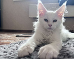 Кошки в Троицке: Продам котенка мейн-кун Мальчик, 18 000 руб. - фото 1