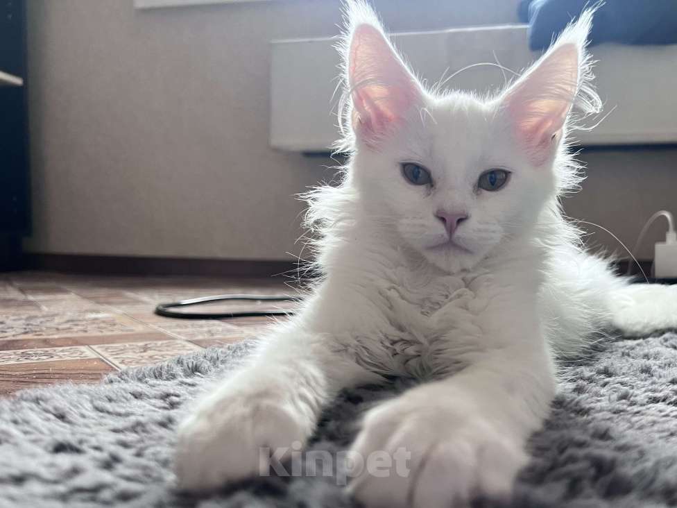 Кошки в Троицке: Продам котенка мейн-кун Мальчик, 18 000 руб. - фото 1