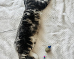 Кошки в Москве: Котенок - девочка в добрые руки Девочка, Бесплатно - фото 5