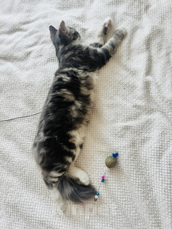 Кошки в Москве: Котенок - девочка в добрые руки Девочка, Бесплатно - фото 5
