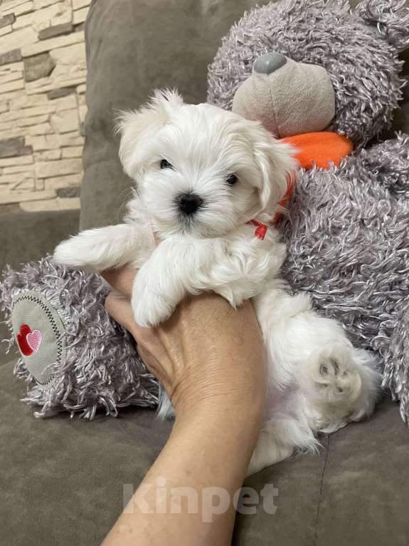 Собаки в Сочи: Красавцы мальчики  мальтезе Мальчик, 50 000 руб. - фото 3