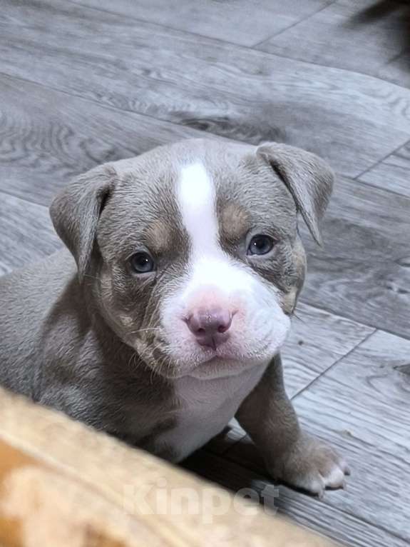 Собаки в Черногорске: Мальчик Мальчик, 150 000 руб. - фото 1