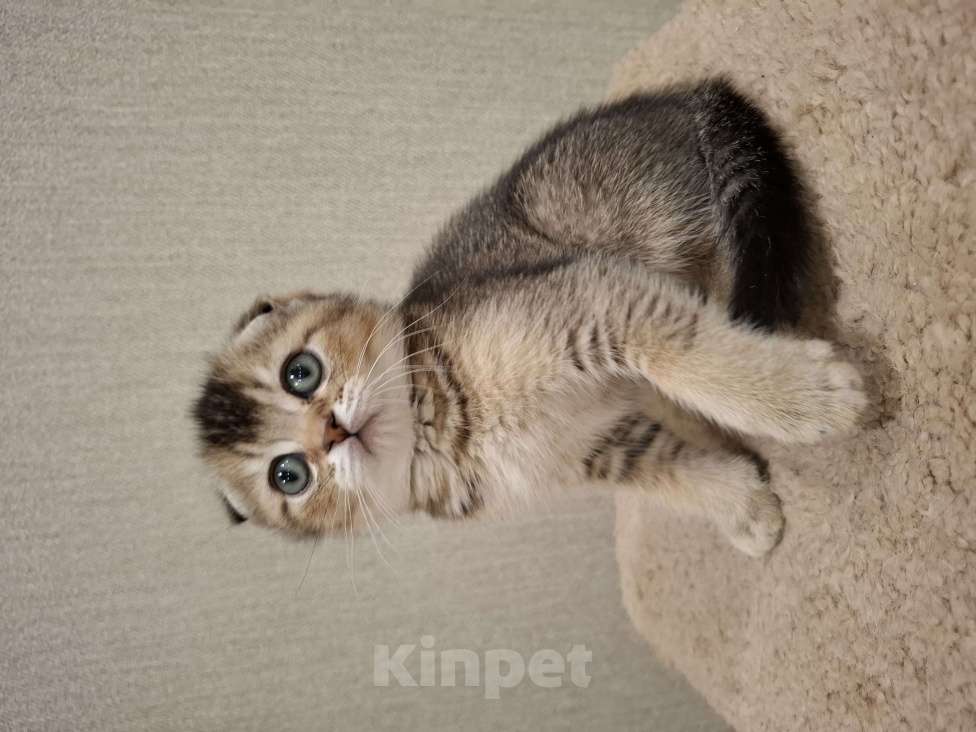 Кошки в Екатеринбурге: Шотландские котята Мальчик, 20 000 руб. - фото 2