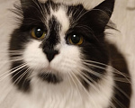 Кошки в Москве: Ищет дом молодая кошечка  по имени Фиона! Девочка, Бесплатно - фото 1