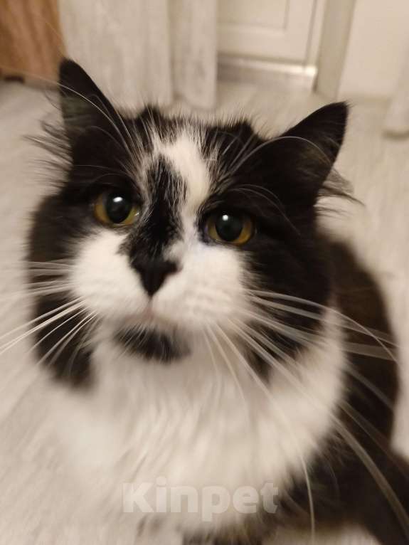 Кошки в Москве: Ищет дом молодая кошечка  по имени Фиона! Девочка, Бесплатно - фото 1