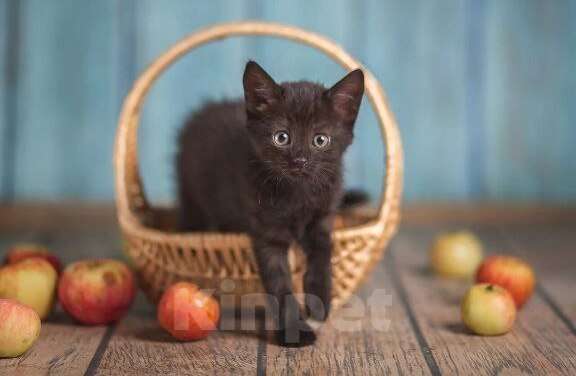 Кошки в Волжском: Черный маленький котенок Дваня в добрые руки Девочка, Бесплатно - фото 1