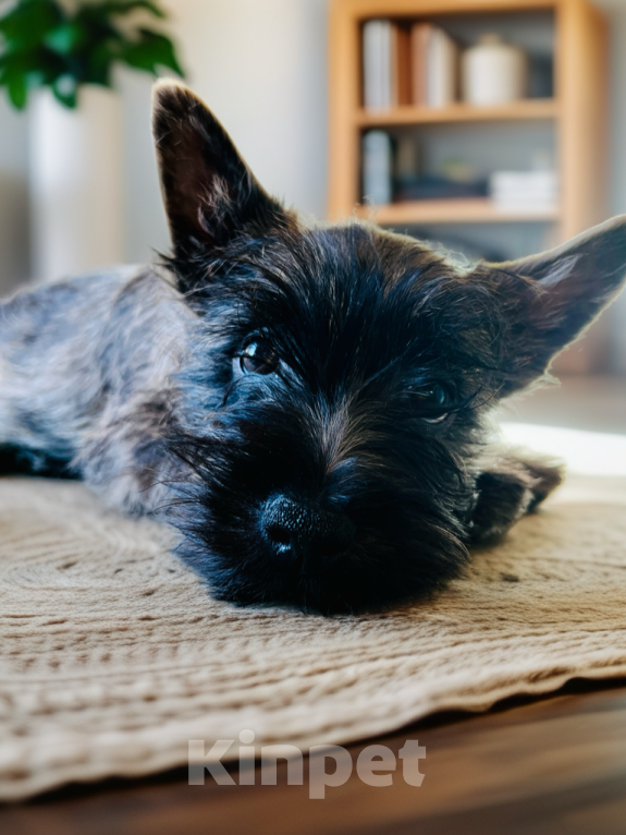 Собаки в Нижнем Новгороде: Керн-терьер Изилион Мальчик, 90 000 руб. - фото 7