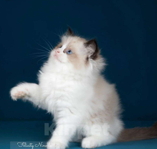 Кошки в Москве: Рэгдолл котенок Мальчик, 110 000 руб. - фото 5