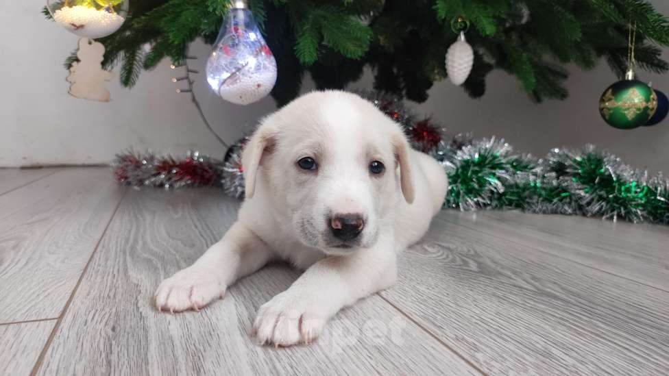 Собаки в Липецке: Бордер колли митис (Снежок) Мальчик, 15 000 руб. - фото 3
