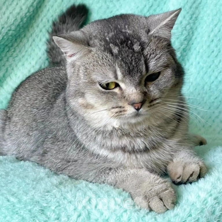 Кошки в Москве: Котика шотландца выкинули Мальчик, Бесплатно - фото 5