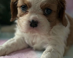Собаки в Москве: Кавалер Кинг Чарльз спаниель девочка Мальчик, 60 000 руб. - фото 2