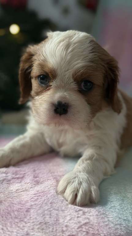 Собаки в Москве: Кавалер Кинг Чарльз спаниель девочка Мальчик, 60 000 руб. - фото 2