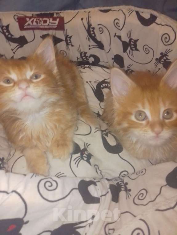 Кошки в Астрахани: Мейн-куны Разнополые, 12 000 руб. - фото 2