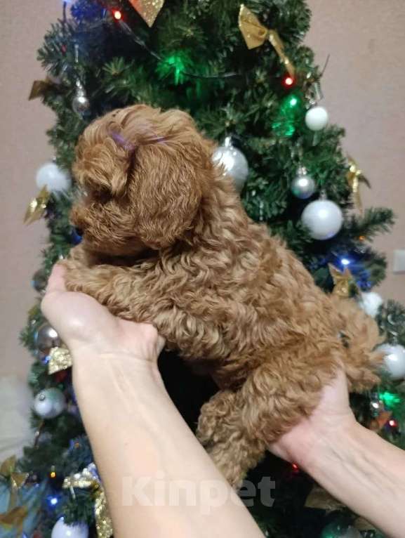 Собаки в Краснодаре: Щенки мальтипу Разнополые, 25 000 руб. - фото 1