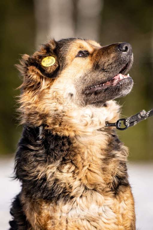 Собаки в Клине: Шарпундель - прикольный пёс Мальчик, Бесплатно - фото 9