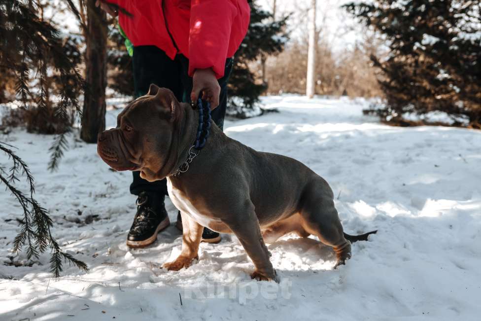 Собаки в Черногорске: Кобель на вязку Мальчик, 100 000 руб. - фото 5