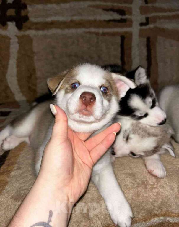 Собаки в Твери: Продаётся щенок породы Сибирской хаски  Мальчик, 10 000 руб. - фото 1