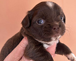 Собаки в Зеленоградске: Девочка шоколадка Девочка, 55 000 руб. - фото 2