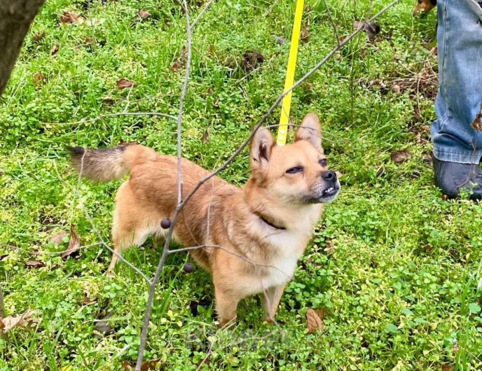 Собаки в Ростове-на-Дону: Малышка Фаня очень тебя ждет! Девочка, Бесплатно - фото 1