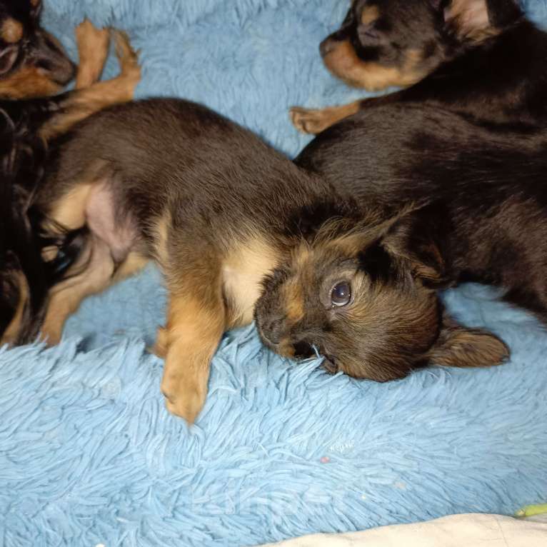 Собаки в Москве: Персей Мальчик, 60 000 руб. - фото 2