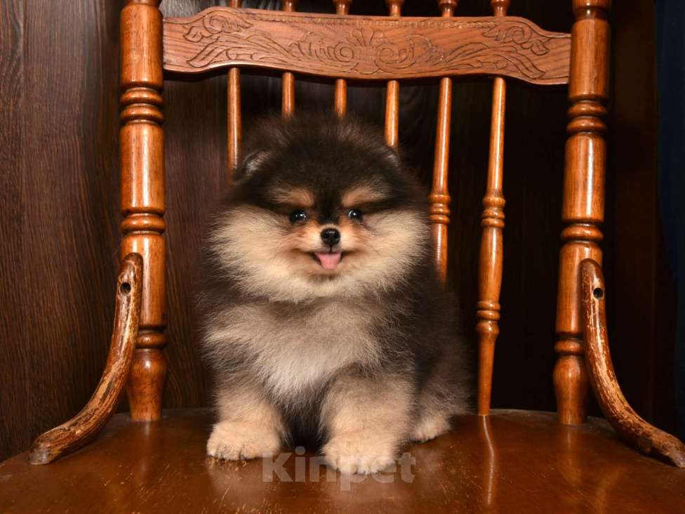 Собаки в Москве: Померанский карликовый шпиц мини мальчик Мальчик, 60 000 руб. - фото 3