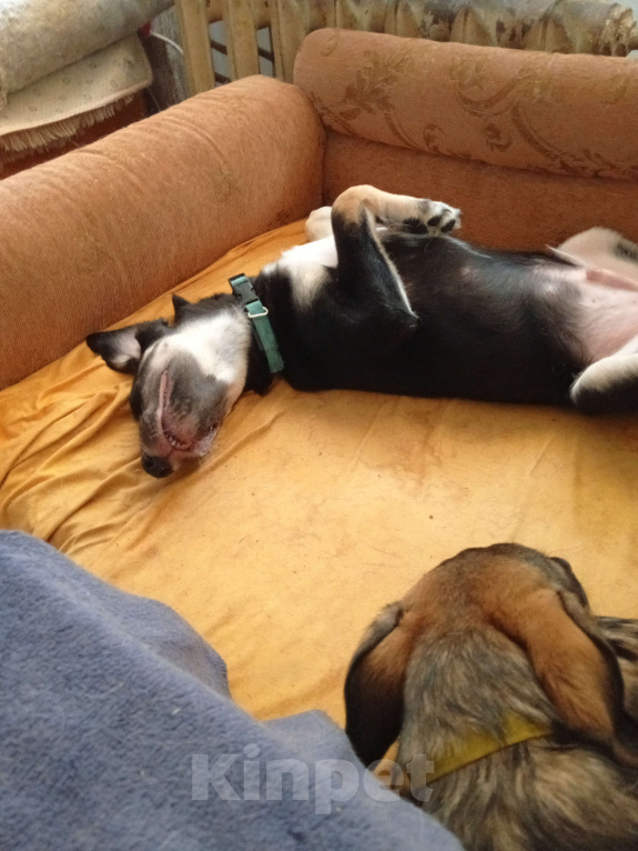 Собаки в Волжском: Прекрасный , добрый парень. Мальчик, Бесплатно - фото 2