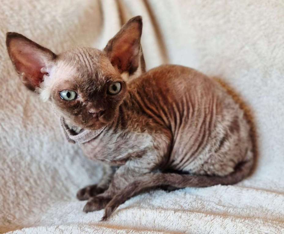 Кошки в Москве: Маленькое счастье Мальчик, 50 000 руб. - фото 2