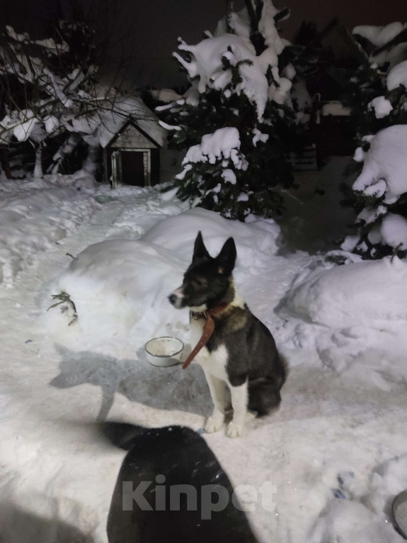 Собаки в Санкт-Петербурге: Щенок в добрые руки Девочка, Бесплатно - фото 8