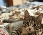 Кошки в Санкт-Петербурге: Котенок полосатый табби Мальчик, Бесплатно - фото 4