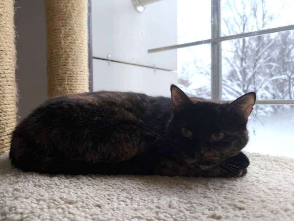 Кошки в Москве: Котодомные дни - безнадёжны? Девочка, Бесплатно - фото 4