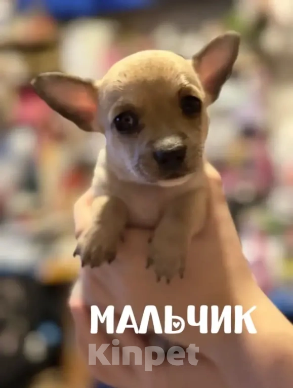 Собаки в Самаре: Продаю щенков породы чихуахуа Мальчик, 18 000 руб. - фото 3