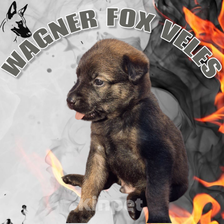 Собаки в Донецке: Бронь на щенка Мальчик, 55 000 руб. - фото 2