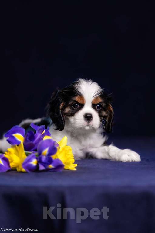 Собаки в Москве: Мальчик Кавалер КЧС Мальчик, Бесплатно - фото 2