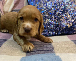Собаки в Стерлитамаке: Щенки Мальчик, 11 000 руб. - фото 9