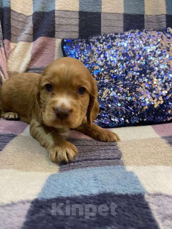 Собаки в Стерлитамаке: Щенки Мальчик, 11 000 руб. - фото 9