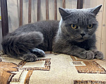 Кошки в Москве: Британская кошка Мэгги в добрые руки Девочка, Бесплатно - фото 4