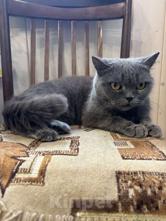 Кошки в Москве: Британская кошка Мэгги в добрые руки Девочка, Бесплатно - фото 4