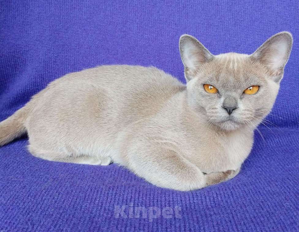 Кошки в Краснодаре: Бурманкий котёнок Девочка, Бесплатно - фото 6