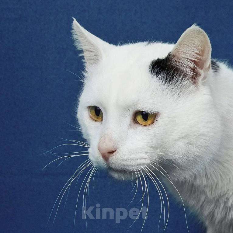 Кошки в Москве: кот Беляшик ищет дом Мальчик, Бесплатно - фото 7