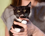 Кошки в Москве: Котёнок в добрые руки! Девочка, Бесплатно - фото 4