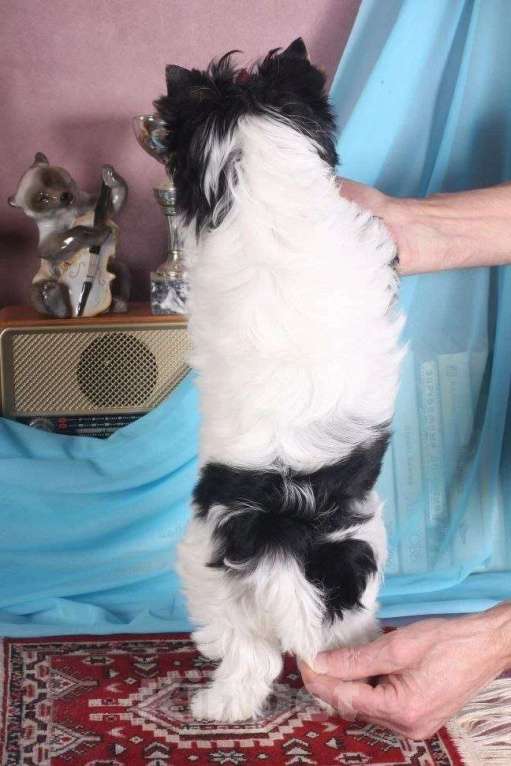 Собаки в Москве: Мальчик Бивер Мальчик, 45 000 руб. - фото 2