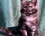 Кошки в Петергофе: Девулечка куночка  Девочка, 50 000 руб. - фото 1