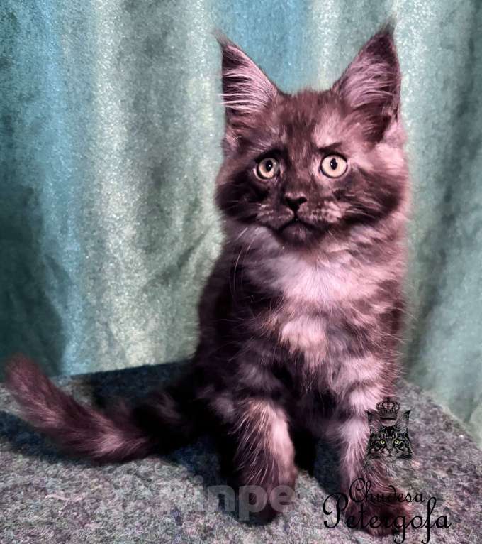 Кошки в Петергофе: Девулечка куночка  Девочка, 50 000 руб. - фото 1