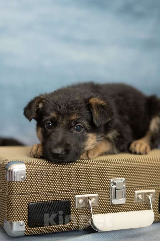 Собаки в Хабаровске: Щенки Немецкой Овчарок  Девочка, 25 000 руб. - фото 5