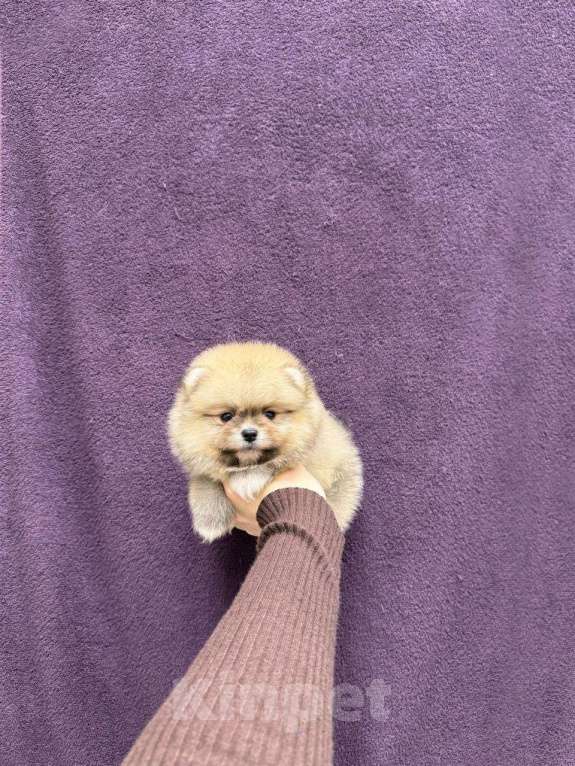 Собаки в Москве: Мальчик оранж окраса Мальчик, 27 000 руб. - фото 1