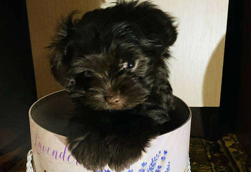 Щенок мальтипу-шпиц