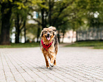 Собаки в Москве: Собака в добрые руки. Собака ищет дом. Девочка, Бесплатно - фото 2